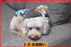にほんブログ村 犬ブログ 犬 多頭飼いへ