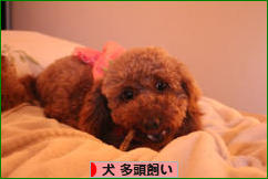 にほんブログ村 犬ブログ 犬 多頭飼いへ