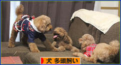 にほんブログ村 犬ブログ 犬 多頭飼いへ