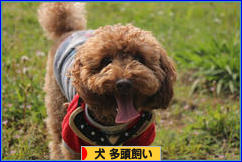 にほんブログ村 犬ブログ 犬 多頭飼いへ