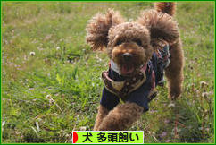 にほんブログ村 犬ブログ 犬 多頭飼いへ