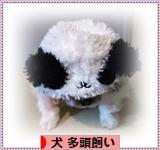 にほんブログ村 犬ブログ 犬 多頭飼いへ