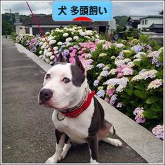 にほんブログ村 犬ブログ 犬 多頭飼いへ