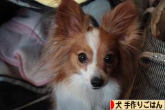 にほんブログ村 犬ブログ 犬 手作りごはんへ