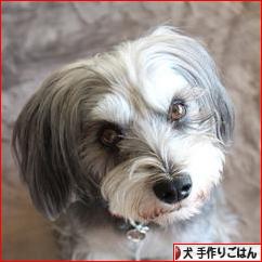 にほんブログ村 犬ブログ 犬 手作りごはんへ