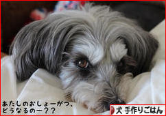 にほんブログ村 犬ブログ 犬 手作りごはんへ