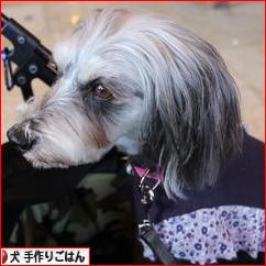にほんブログ村 犬ブログ 犬 手作りごはんへ