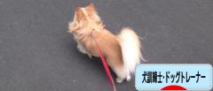 にほんブログ村 犬ブログ 犬 訓練士・ドッグトレーナーへ