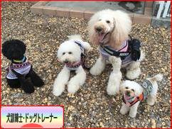 町田スピンク 旅立ちました 犬の保育園 ペットホテル Casa Di Spink スピンクの家