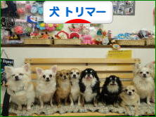 にほんブログ村 犬ブログ 犬 トリマーへ