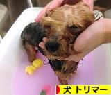 にほんブログ村 犬ブログ 犬 トリマーへ