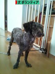 にほんブログ村 犬ブログ 犬 ボランティアへ