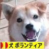 にほんブログ村 犬ブログ 犬 ボランティアへ