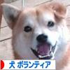 にほんブログ村 犬ブログ 犬 ボランティアへ