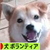 にほんブログ村 犬ブログ 犬 ボランティアへ