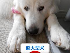 にほんブログ村 犬ブログ 超大型犬へ