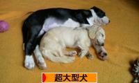 にほんブログ村 犬ブログ 超大型犬へ