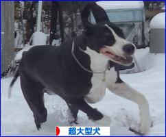 にほんブログ村 犬ブログ 超大型犬へ