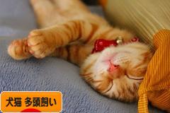 にほんブログ村 犬ブログ 犬猫 多頭飼いへ