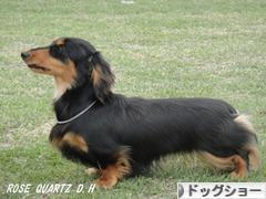 にほんブログ村 犬ブログ ドッグショーへ