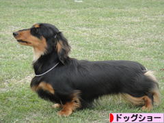 にほんブログ村 犬ブログ ドッグショーへ