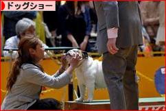 にほんブログ村 犬ブログ ドッグショーへ
