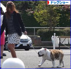 にほんブログ村 犬ブログ ドッグショーへ