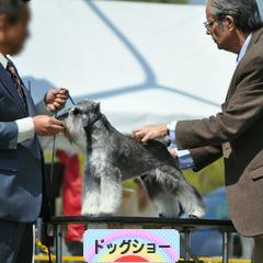 にほんブログ村 犬ブログ ドッグショーへ
