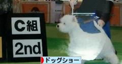 にほんブログ村 犬ブログ ドッグショーへ