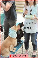 にほんブログ村 犬ブログ イングリッシュコッカースパニエルへ