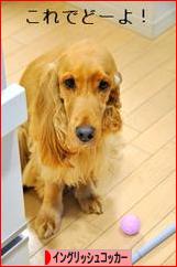 にほんブログ村 犬ブログ イングリッシュコッカースパニエルへ
