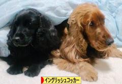 にほんブログ村 犬ブログ イングリッシュコッカースパニエルへ