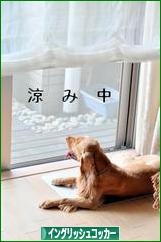 にほんブログ村 犬ブログ イングリッシュコッカースパニエルへ