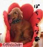にほんブログ村 犬ブログ イングリッシュコッカースパニエルへ