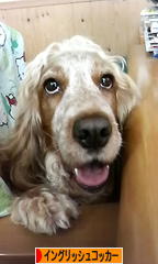 にほんブログ村 犬ブログ イングリッシュコッカースパニエルへ
