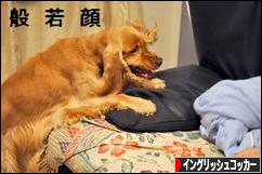 にほんブログ村 犬ブログ イングリッシュコッカースパニエルへ