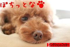 にほんブログ村 犬ブログ イングリッシュコッカースパニエルへ