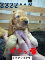 にほんブログ村 犬ブログ イングリッシュコッカースパニエルへ