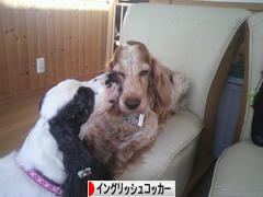 にほんブログ村 犬ブログ イングリッシュコッカースパニエルへ