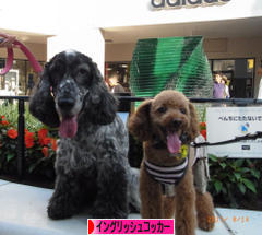 にほんブログ村 犬ブログ イングリッシュコッカースパニエルへ]</a><br /><a href=