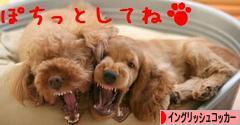 にほんブログ村 犬ブログ イングリッシュコッカースパニエルへ