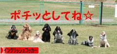 にほんブログ村 犬ブログ イングリッシュコッカースパニエルへ