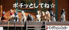 にほんブログ村 犬ブログ イングリッシュコッカースパニエルへ