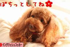 にほんブログ村 犬ブログ イングリッシュコッカースパニエルへ