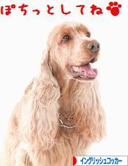 にほんブログ村 犬ブログ イングリッシュコッカースパニエルへ