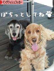 にほんブログ村 犬ブログ イングリッシュコッカースパニエルへ