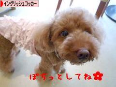 にほんブログ村 犬ブログ イングリッシュコッカースパニエルへ