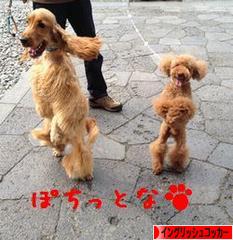 にほんブログ村 犬ブログ イングリッシュコッカースパニエルへ