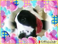 にほんブログ村 犬ブログ イングリッシュコッカースパニエルへ