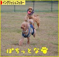 にほんブログ村 犬ブログ イングリッシュコッカースパニエルへ